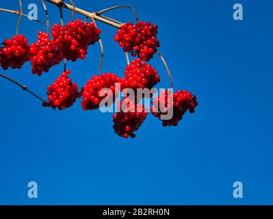 An ordinary snowball with the red fruits in winter in front of a blue sky Stock Photo