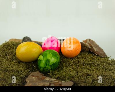 Four colourful Easter eggs on moss with neutral white background Stock Photo