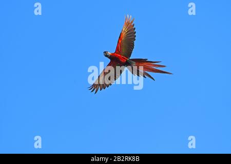 Macaw parrot flying in Costa Rica Stock Photo