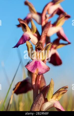 Fan-lipped orchid, Anacamptis collina Stock Photo