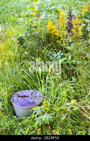 Rain water in the metallic bucket in wet high grass Stock Photo