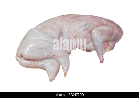 wild hare carcass on a white background in isolation Stock Photo