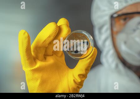 Microbiologist holding petri dish with Fungal (mycotic) cultures in laboratory, selective focus Stock Photo