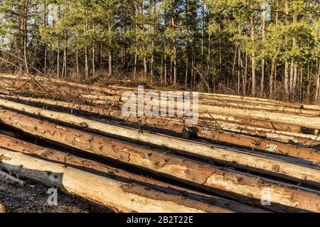 Felling of trees attacked by bark beetle in the Czech Republic. Crustacean calamity. Sick forest. Climate change. Evening light.