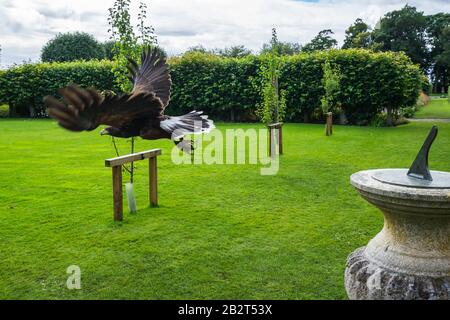 Bird of prey taking a flight during Falconry demonstration at Dunrobin Castle, Sutherland, Scotland Stock Photo