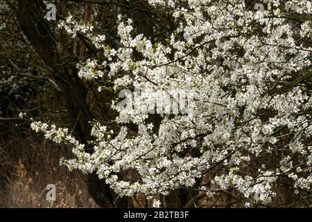Mirabelle (Prunus domestica subsp. syriaca), auch Gelbe Zwetschge, blühende Zweige Stock Photo