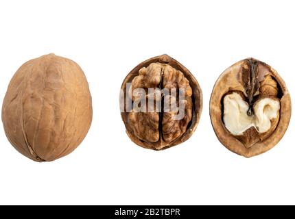 walnut close- up whole in the shell , opened and half of the nut, isolate on a white background. Stock Photo