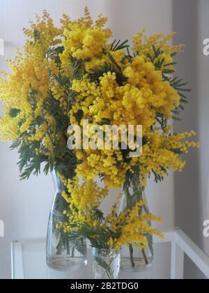 Three glass vases filled with sprays of bright yellow mimosa, after bunches were handed out following the cancellation of the flower parade, Nice 2020 Stock Photo