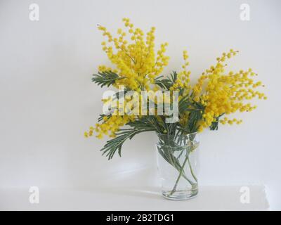 Three sprigs of mimosa with its bright yellow pom-poms and ferny foliage in a small glass vase Stock Photo