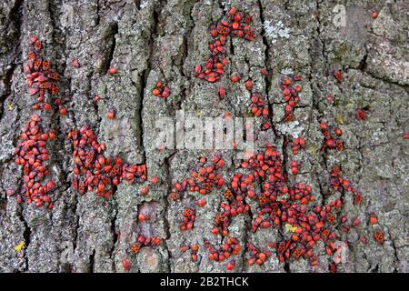 Fire bugs (Pyrrhocoris apterus), on trunk of a lime tree, Germany Stock Photo