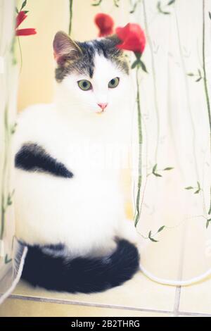 Lovely white cat sits on the tiled near tulle with red flowers Stock Photo