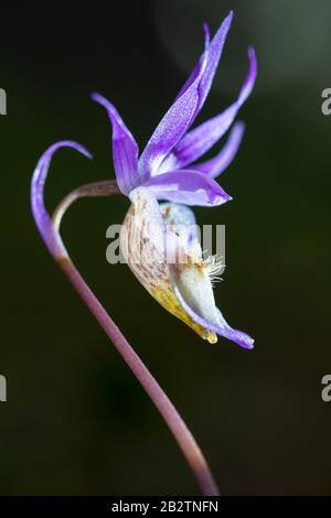 die Orchidee Norne, Calypso bullosa (englisch: Calypso orchid, Venus´s slipper, fairy slipper), Norrbotten, Lappland, Schweden, Juni 2014 Stock Photo