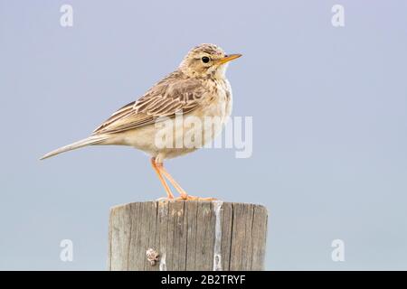 African Pipit (Anthus cinnamomeus), side view of an adult standing on a post, Western Cape, South Africa Stock Photo