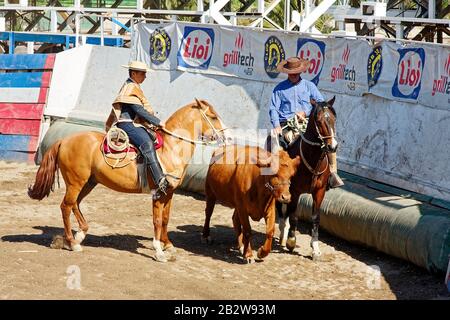 Spurs and chamanto Chile Stock Photo - Alamy
