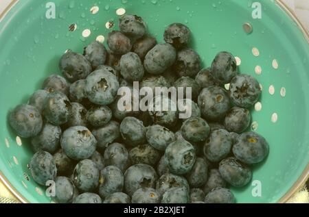 Closeup of freshly rinsed raw blueberries draining in blue colander Stock Photo