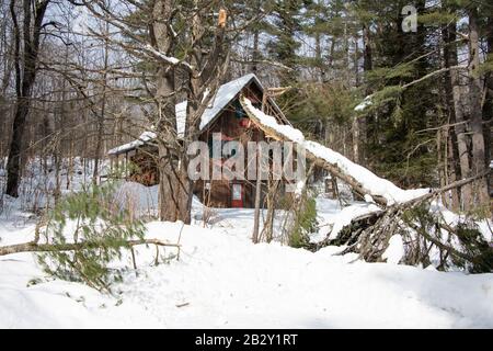 A large evergreen tree branch broken off during a snow storm in front of a cabin in the Adirondack Mountains wilderness. Stock Photo