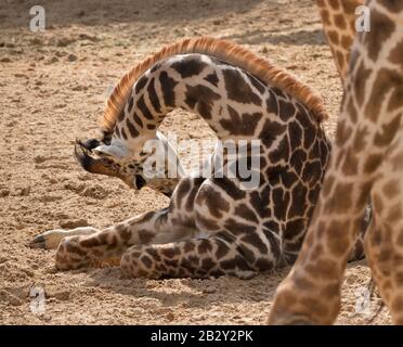 The baby giraffe behind its parent close up Stock Photo