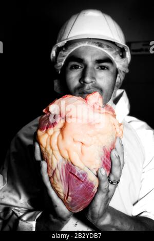 Animal Killing Theme With Slaughterhouse Butcher Holding A Cattle Heart In His Hands Partially Monochrome Image Stock Photo