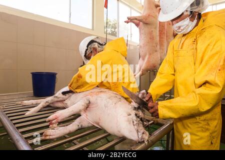 Slaughterhouse Employee Performing Hair Removal From Pork Carcass Using A Rubbing Knife Stock Photo