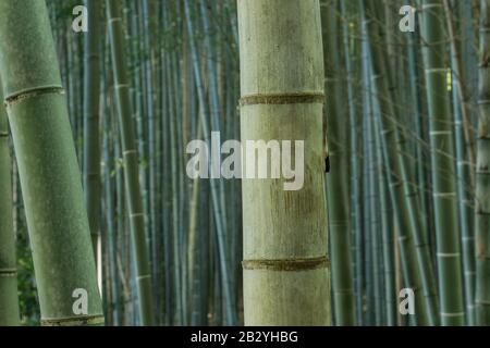 The thick bamboo grove in Arashiyama, Kyoto, Japan