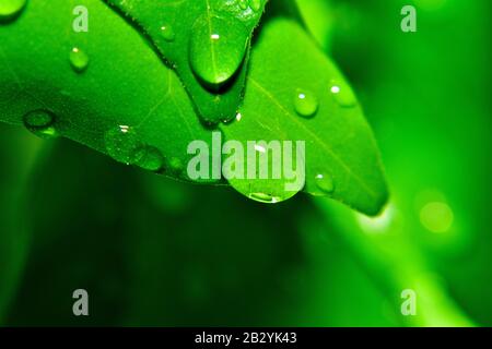 Rain drop on leaf Stock Photo