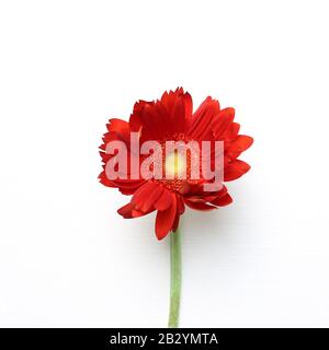 Red gerbera flower on white background. Floral composition, flat lay, top view, copy space Stock Photo