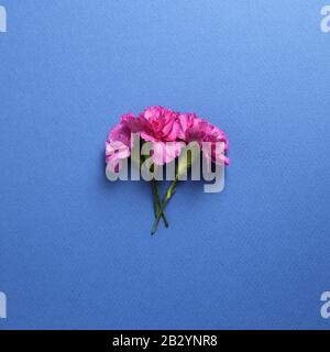 Pink spray carnation flowers on dark blue background. Floral composition, flat lay, top view, copy space Stock Photo