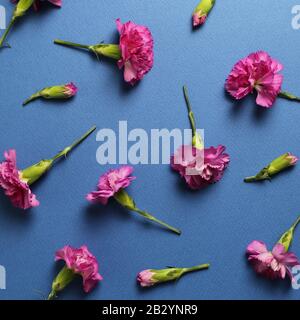 Pink spray carnation flowers on dark blue background. Floral composition, flat lay, top view Stock Photo