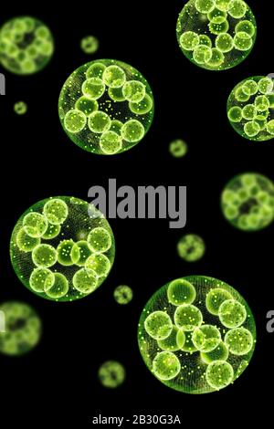 Green single cell chlorella algae microscopic conceptual 3D ...