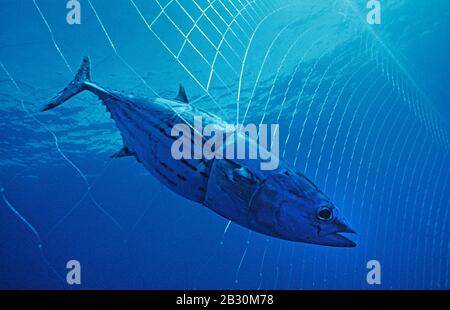 Bigeye tuna (Thunnus obesus), caught in a fishing net, California, USA Stock Photo