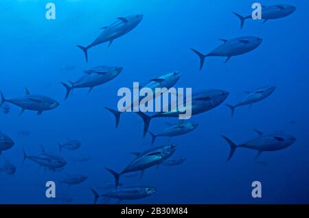 Northern bluefin tuna or Bluefin Tuna (Thunnus thynnus), in blue water, UNESCO, Malpelo, Colombia, Pacific Ocean Stock Photo