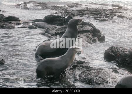 Galapagos Sea Lions playful playing in sand and waves lying on beach on Galapagos Islands. Animals and wildlife nature on Galapagos, Ecuador, South America. Cute animals. Stock Photo