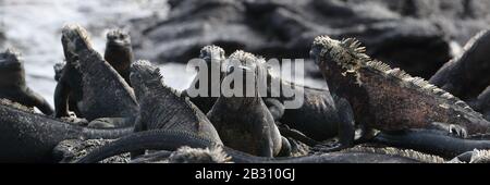 Animals. Galapagos Marine Iguana - Iguanas warming in the sun on volcanic rocks on Fernandina Island, Espinoza Point. Amazing wildlife animals on Galapagos Islands, Ecuador. Stock Photo