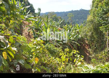 Beautiful dense vegetation of Cambodian jungle Stock Photo