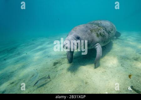 Wide shot of a large, wild, friendly West Indian Manatee (trichechus manatus) approaching the camera underwater. Manatees are very curious and gentle. Stock Photo