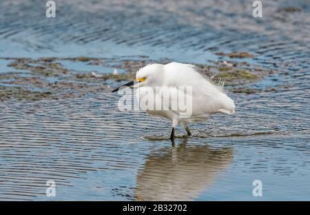 Little egret (Egretta thula) looking for food in Malibu seashore CA USA Stock Photo