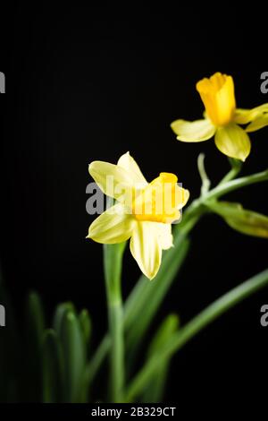 Daffodil or narcissus flowers on a black background Stock Photo
