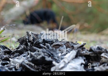A pile of ashes of burnt papers. Specially Destroyed by fire documents outdoors. The concept of destruction of evidence or correspondence. Side view. Stock Photo