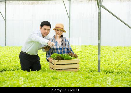Organic vegetable farm,asian couple farmers inspect organic vegetables in the farm, vegetable salad, vegetable farm for commercial trade Stock Photo