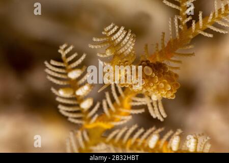 The most beautiful underwater snails of the Indian and Pacific Ocean Stock Photo