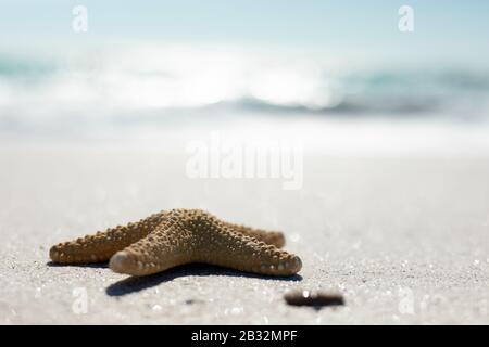 Starfish on the sand Stock Photo