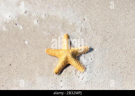 Starfish on the sand Stock Photo