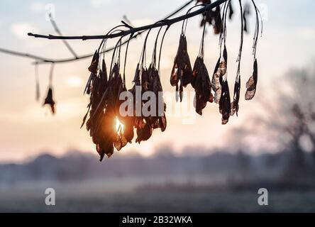 Velten, Germany. 04th Mar, 2020. Dried nuts from a maple tree can be seen in Rangsdorf in Brandenburg against the sunlight. Credit: Paul Zinken/dpa/Ģ����ý Live News Stock Photo