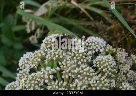 Bumble Bee on White flowers. West Wales Stock Photo