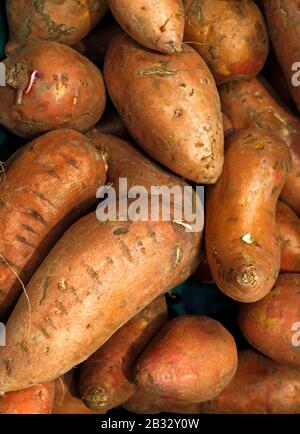 A view of a tray of sweet potatoes, Ipomoea batatas, on display for purchase in an English supermarket. Stock Photo