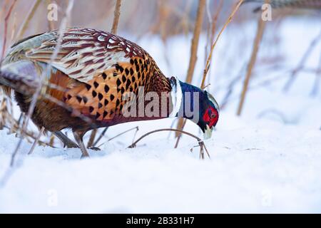 A rooster Pheasant in the winter in Minnesota Stock Photo