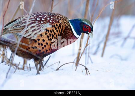 A rooster Pheasant in the winter in Minnesota Stock Photo