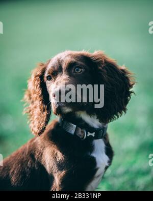 Puppy in the park Stock Photo
