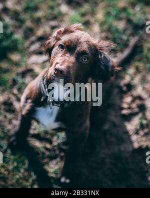 Puppy in the park Stock Photo
