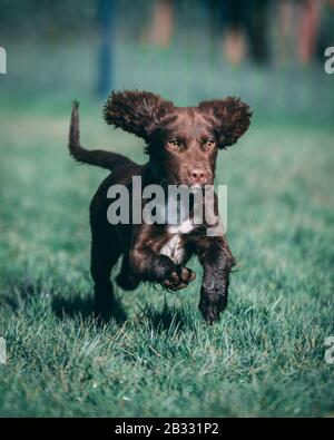 Puppy in the park Stock Photo